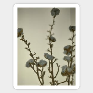 Macro view of natural grey blue cotton balls with three twigs leaning against the white wall  in the corner Sticker